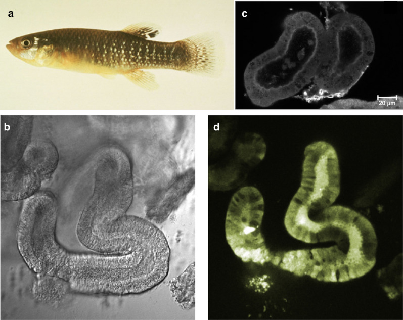 Fig. 2