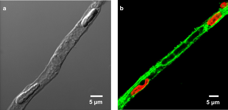 Fig. 3