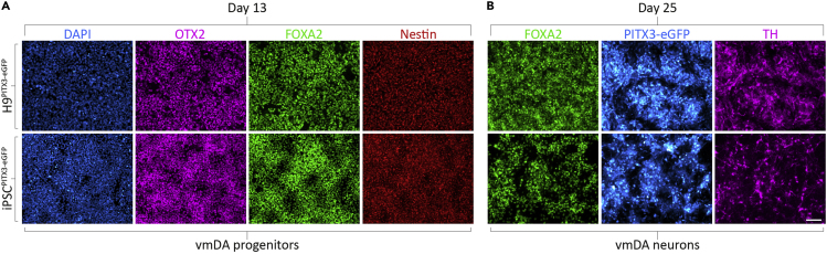 Figure 2