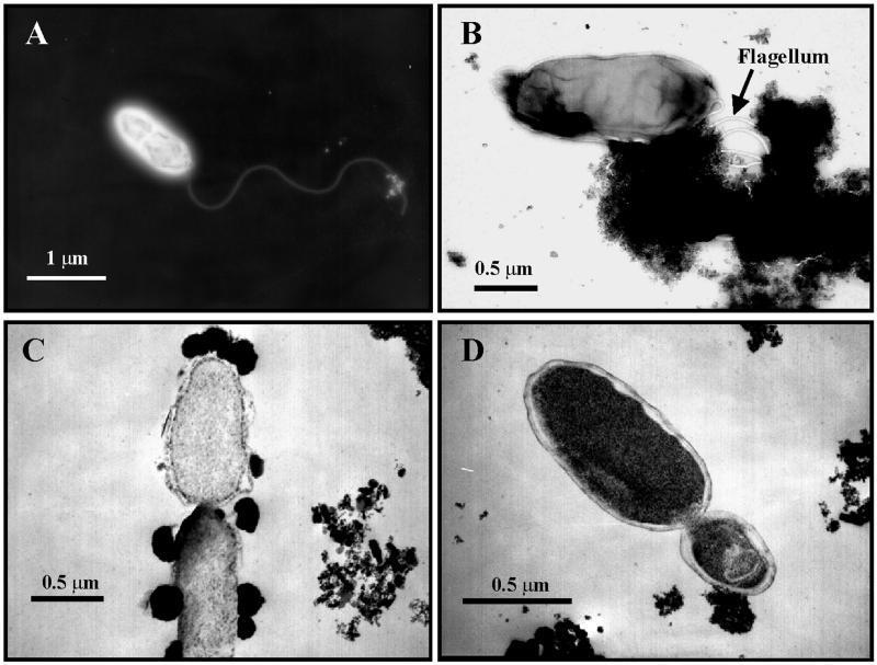 FIG. 1.