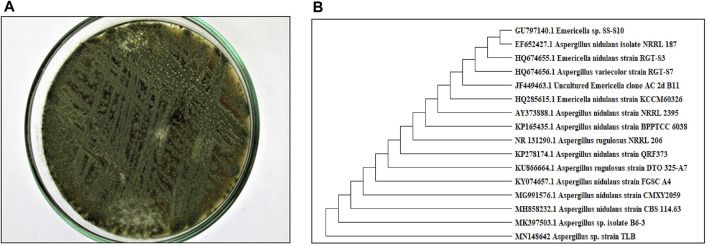 FIGURE 1