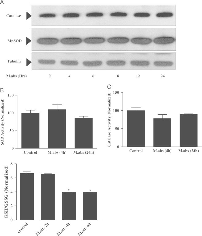 Fig. 7