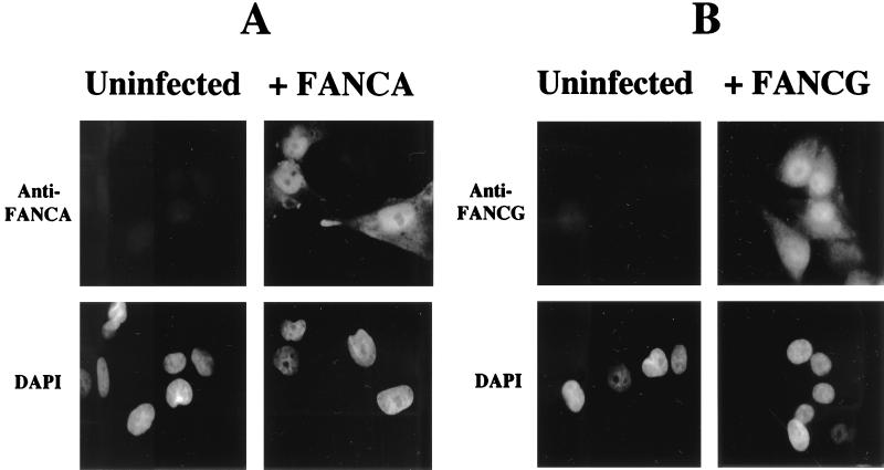 FIG. 8