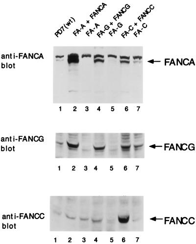 FIG. 7