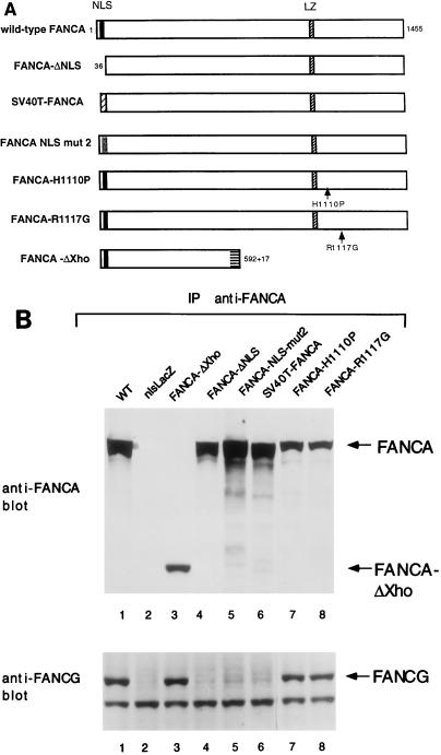 FIG. 5