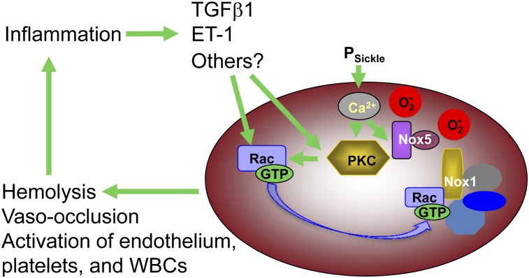 Figure 7