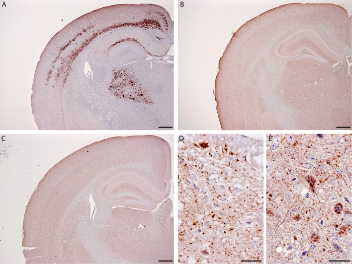 Fig 5