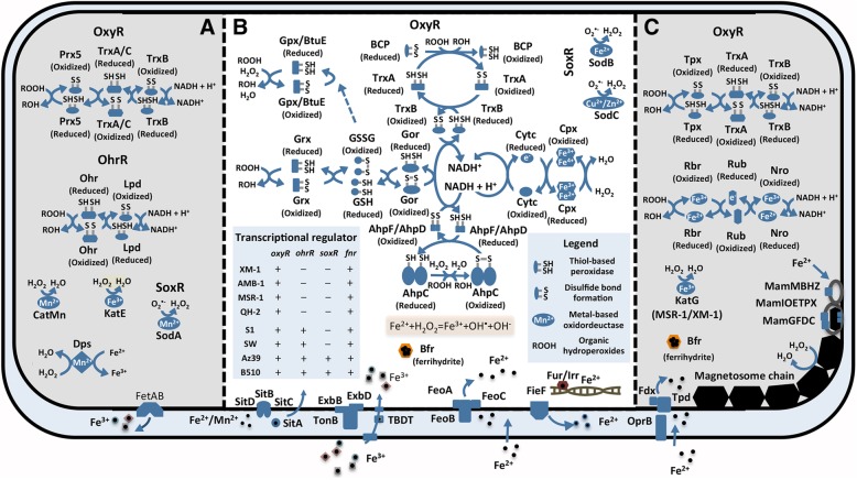 Fig. 4