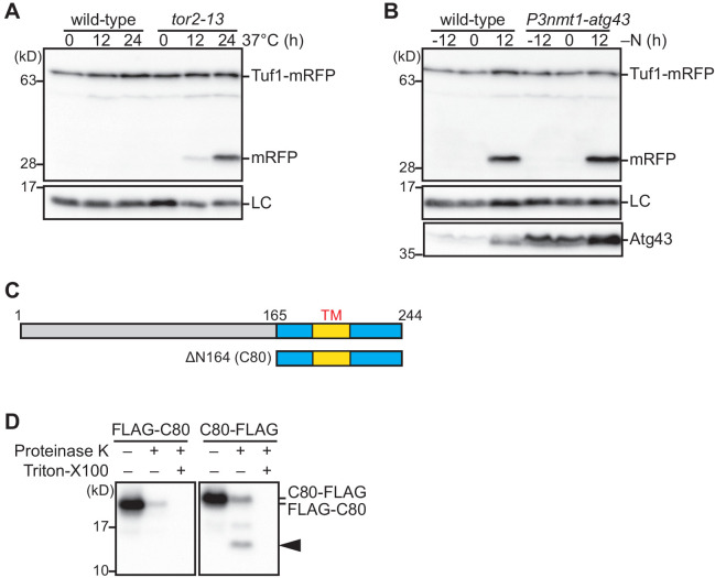 Figure 2—figure supplement 2.