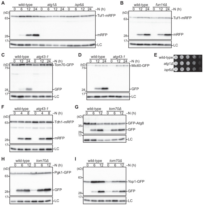 Figure 1—figure supplement 1.