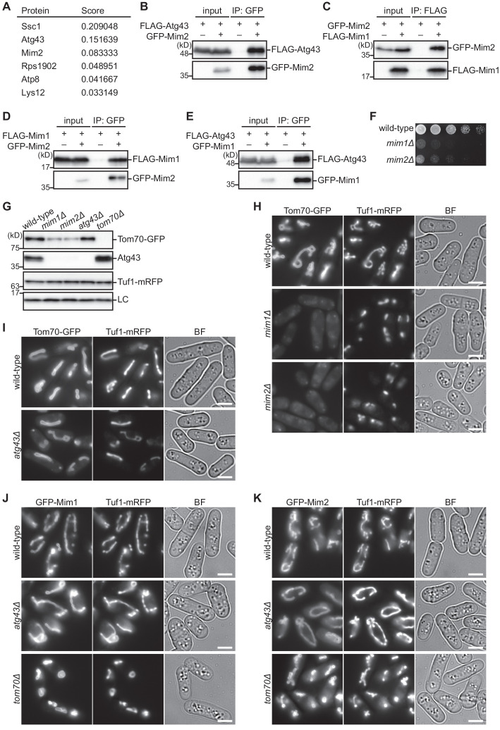 Figure 5—figure supplement 1.