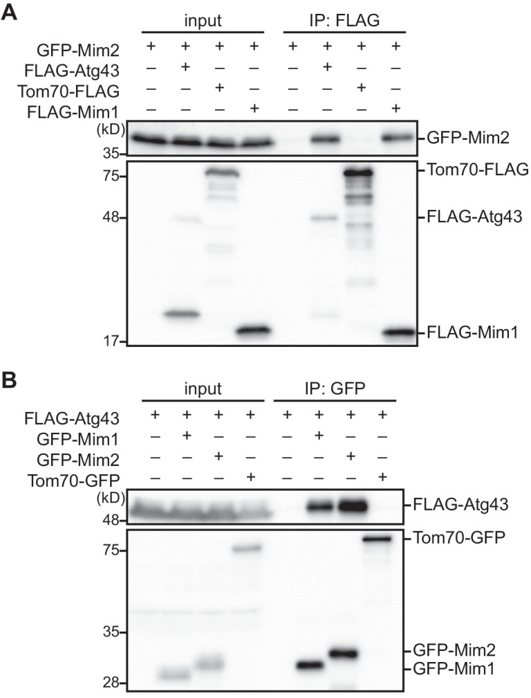 Figure 6—figure supplement 1.