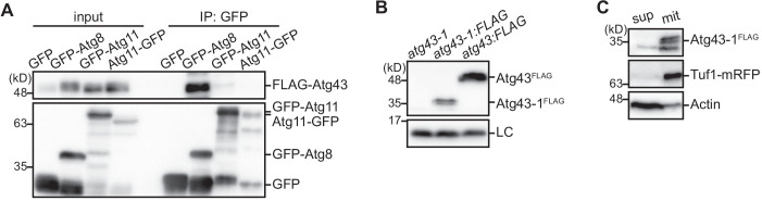 Figure 3—figure supplement 1.