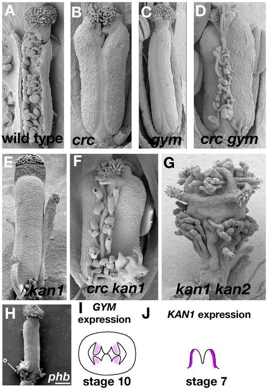 Figure 31.