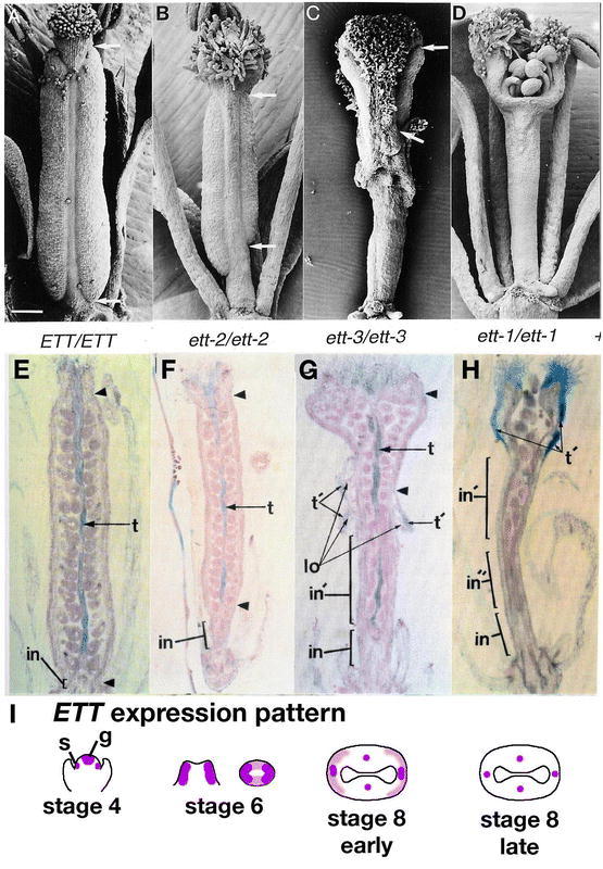 Figure 32.