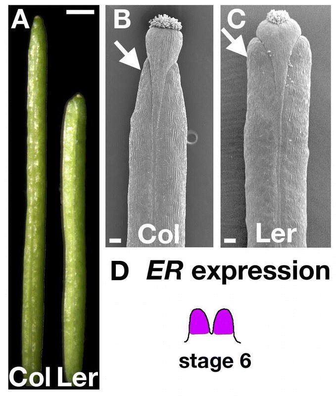 Fruit Development in Arabidopsis - PMC