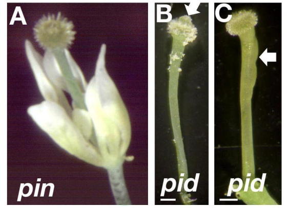 Fruit Development in Arabidopsis - PMC