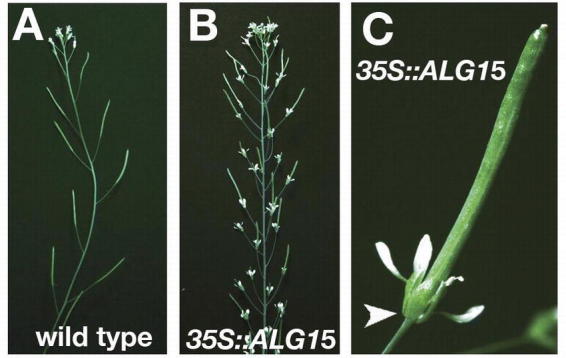 Figure 41.