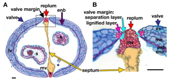 Fruit Development in Arabidopsis - PMC