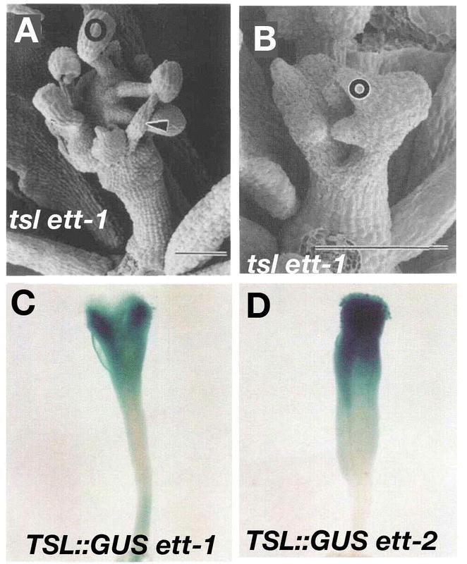 Figure 35.