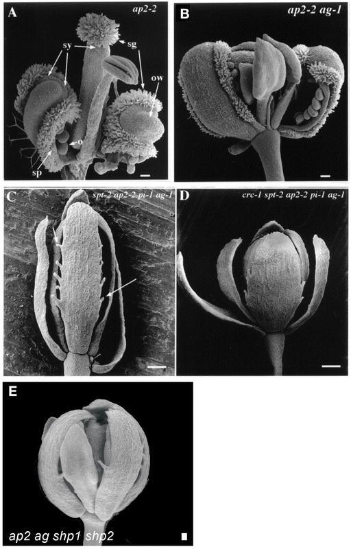 Fruit Development in Arabidopsis - PMC