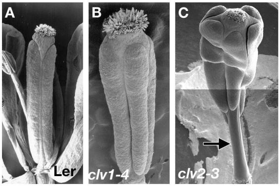 Fruit Development in Arabidopsis - PMC