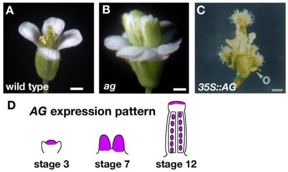 Figure 10.