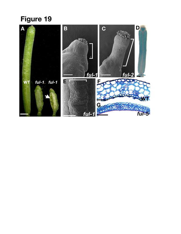 Figure 19.