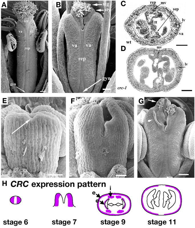 Figure 29.