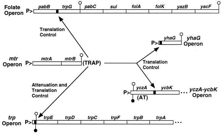 FIG. 1