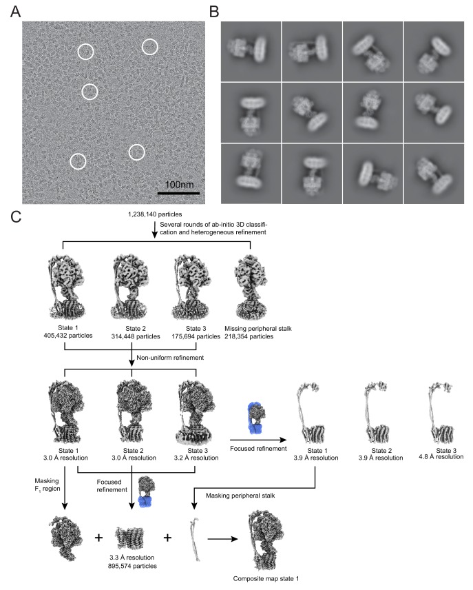 Figure 1—figure supplement 2.