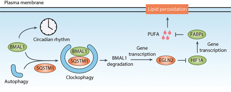 Figure 6.