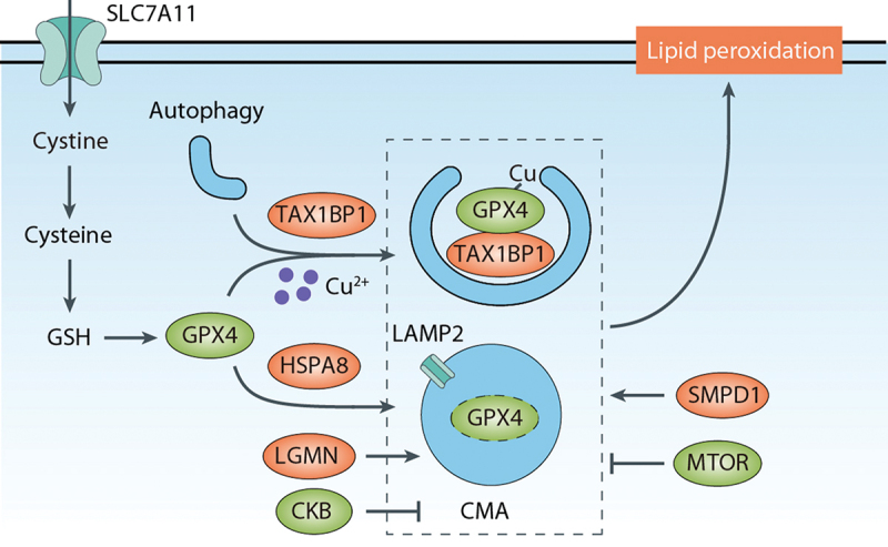 Figure 7.