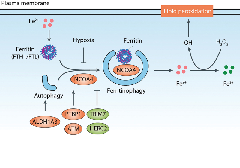 Figure 3.