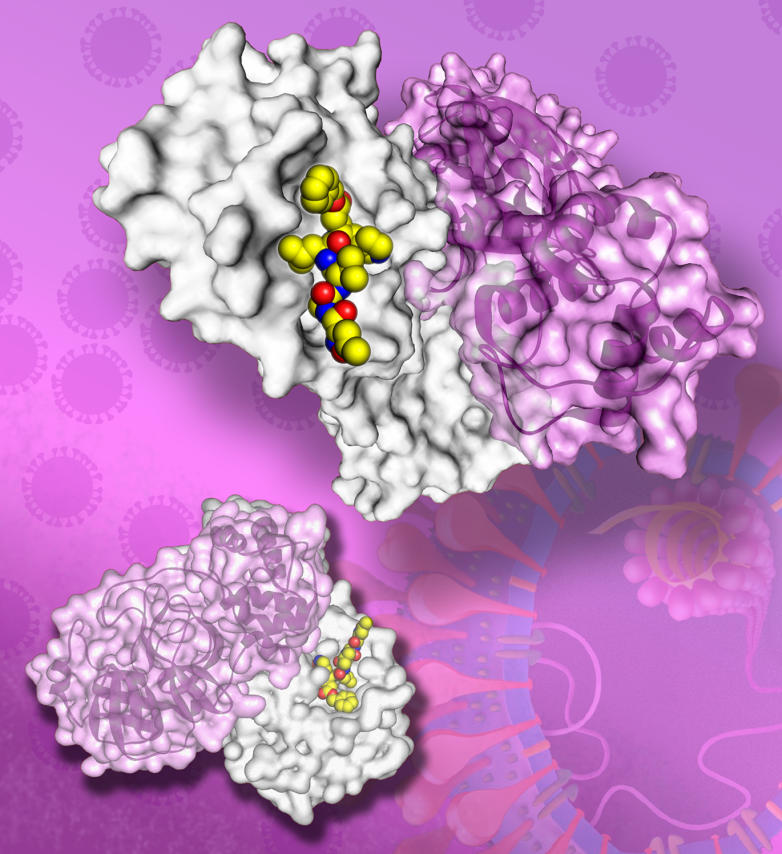 A broad-spectrum inhibitor that can recognize the active site of a coronavirus enzyme called the main protease could lead to the discovery of a single agent against coronaviruses. The protease structure is shown here in ribbon-and-surface representation; inhibitor molecules are the yellow, blue, and red balls