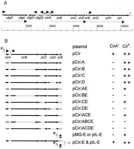 FIG. 1.