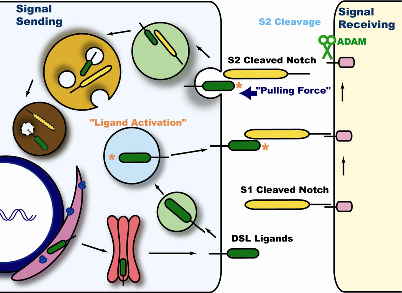 Fig. 2