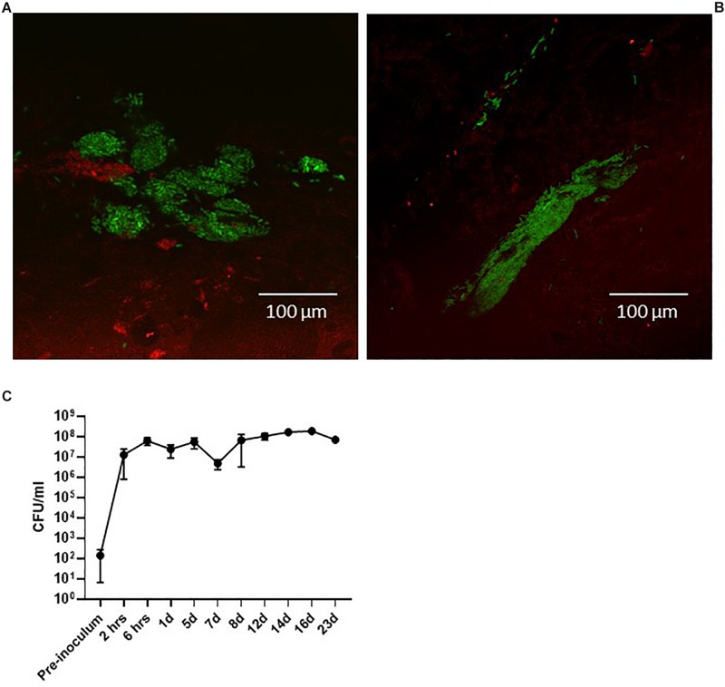 FIGURE 3