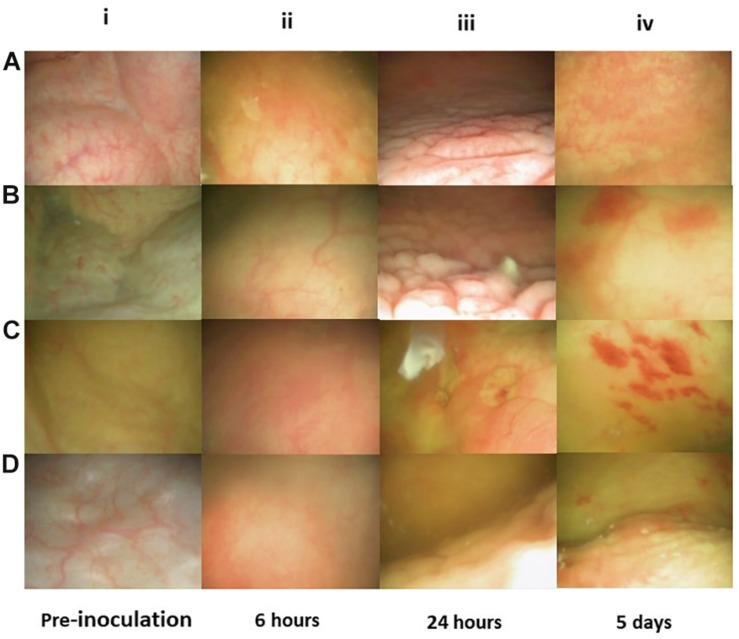 FIGURE 4