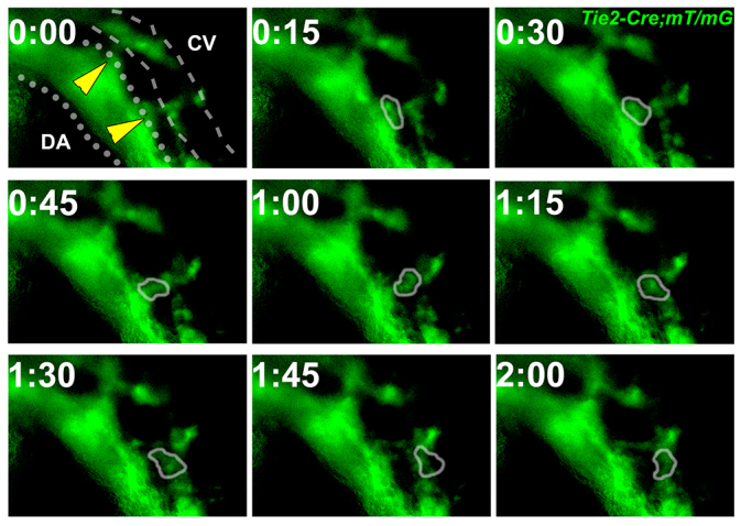 Fig. 4.