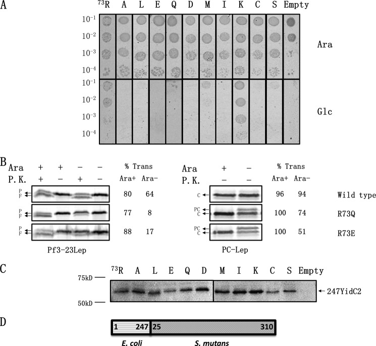 FIGURE 4.