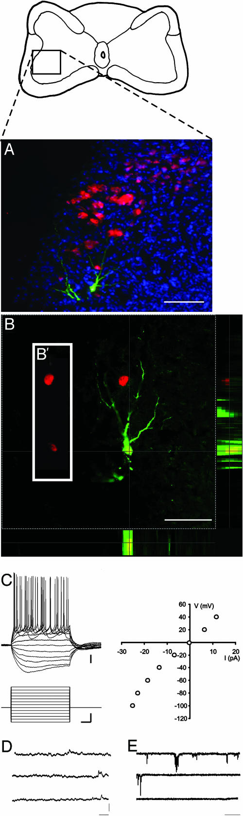 Fig. 4.