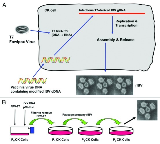 Figure 2. 