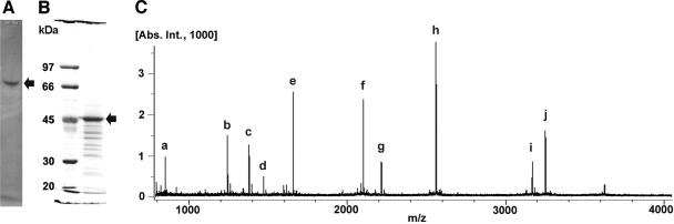 FIG. 1.