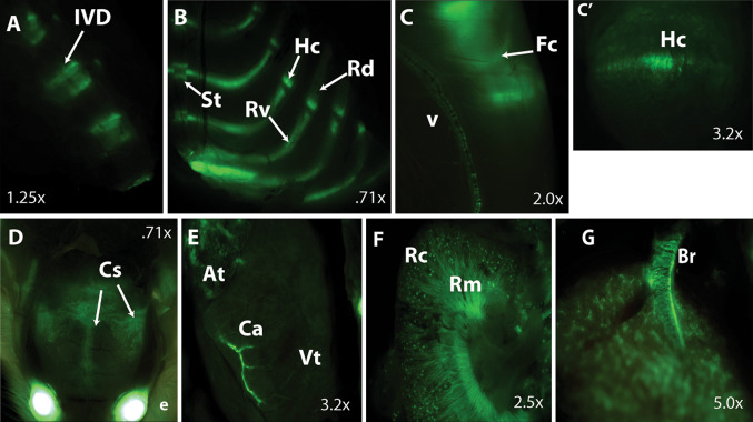 Fig. 2