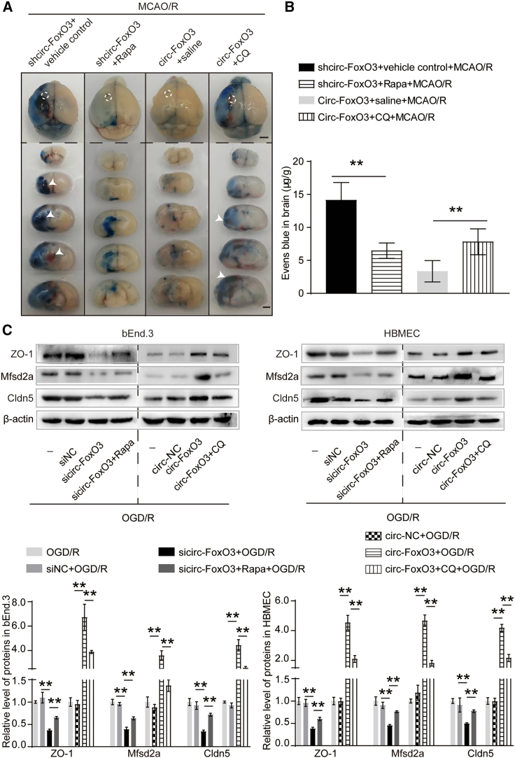 Figure 4