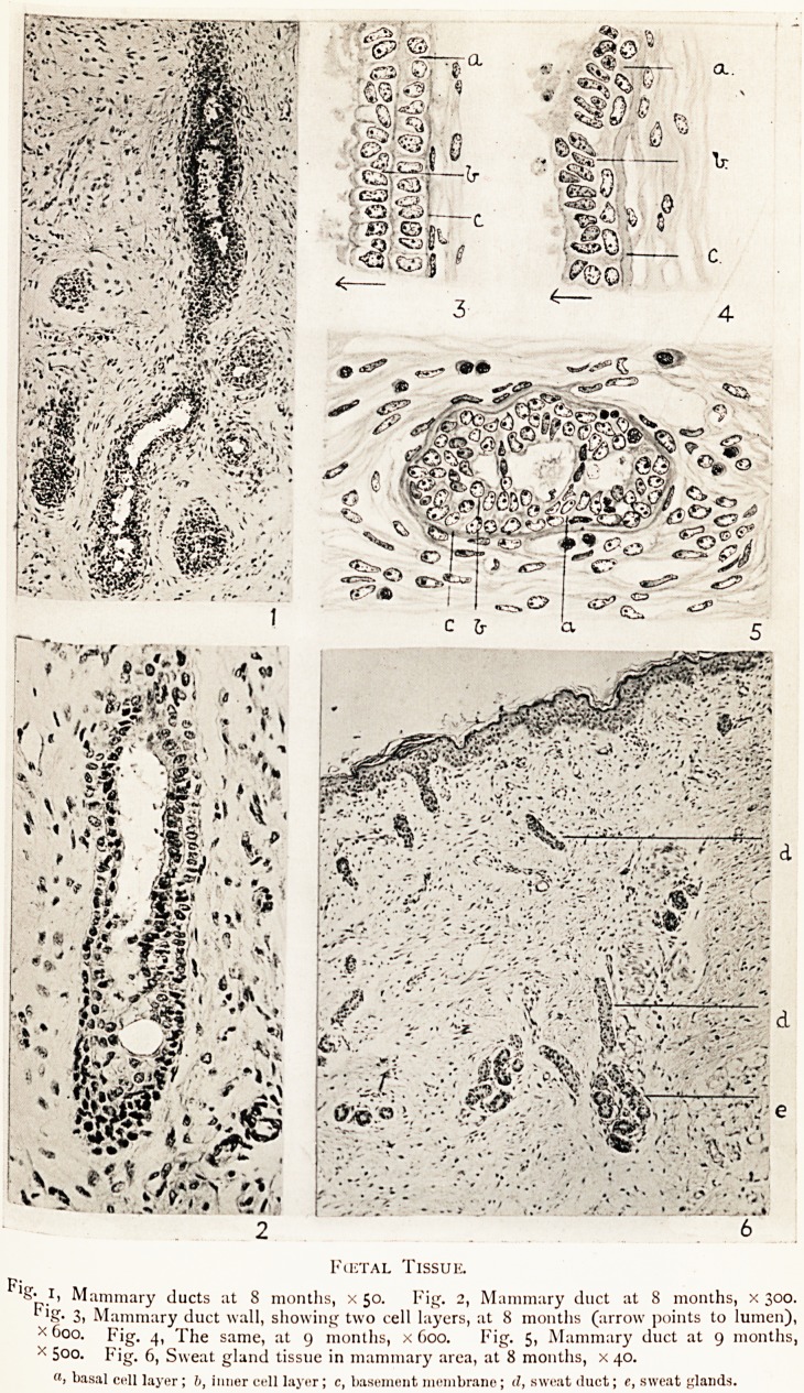 Fig. 1, Fig. 2, Fig. 3, Fig. 4, Fig. 5, Fig. 6,