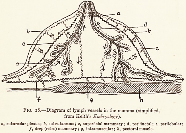 Fig. 28.