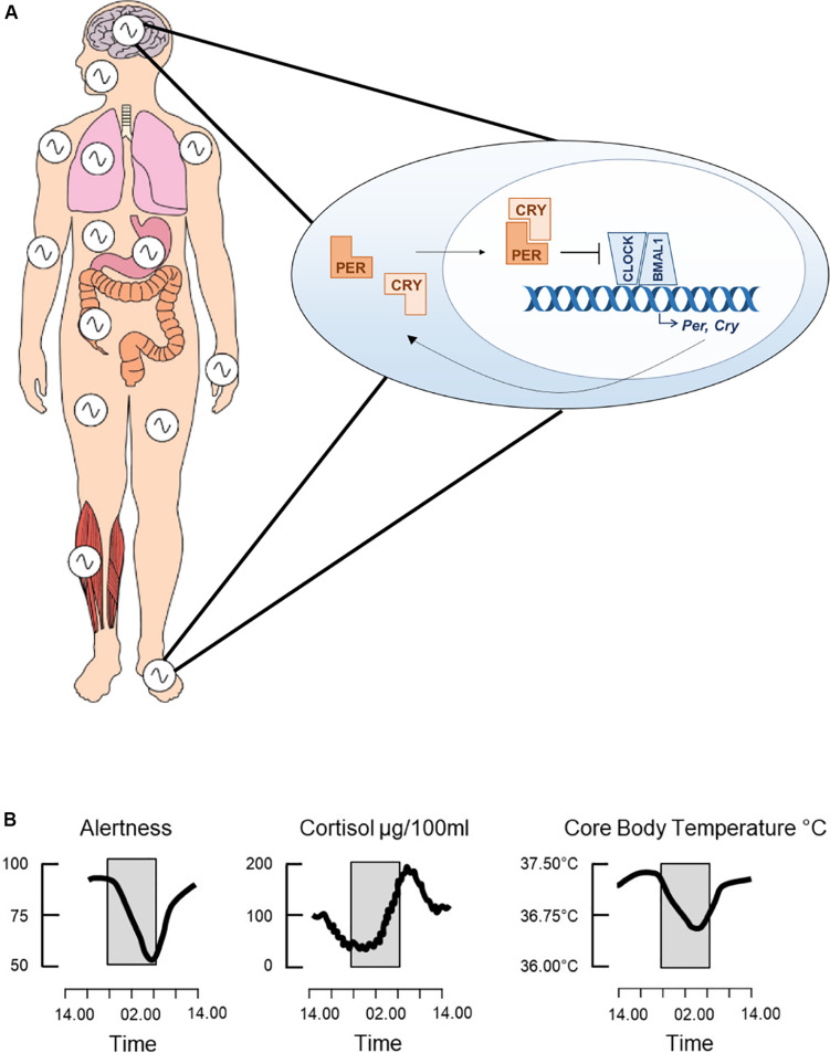 FIGURE 1