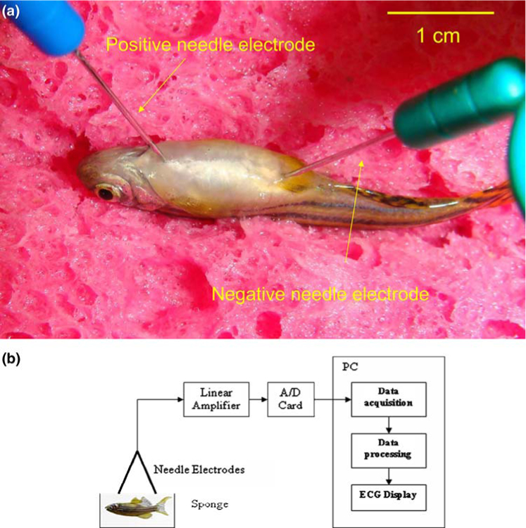 FIGURE 1.